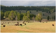 04 - Yellowstone NP (36)